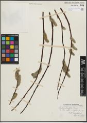 Foto von Salix planifolia Pursh